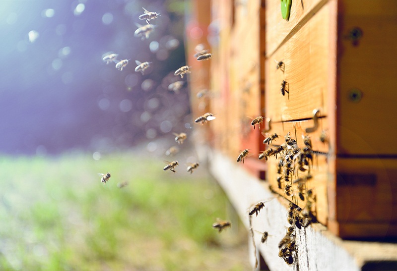 caixa-para-abelhas-economize-com-caixas-de-papelao-na-capturas-de-enxames